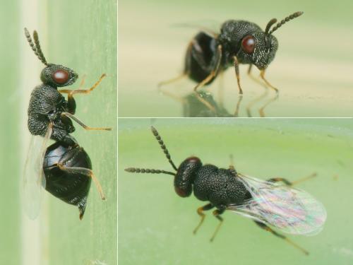 Réf. 265 134 : Eurytoma sp.
